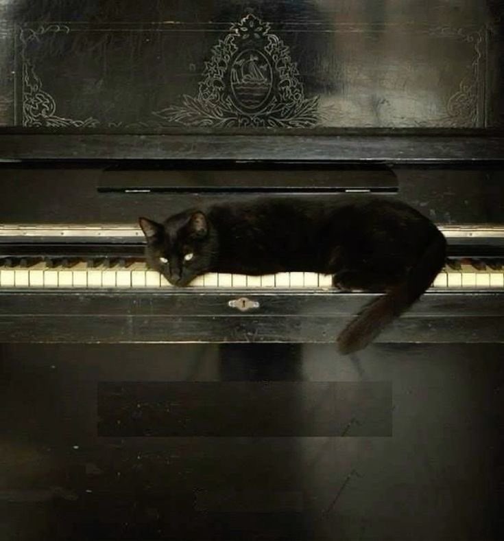 lpyutm's tweet image. Yawn good morning. yesterday was tiring as hell but we are so backkkk
look at this cute cat I saw 😭 I almost took it but I was like col mustard isn’t gonna be too happy about this. 
picture of me taken by someone very special ;) 
hope you all have a lovely day