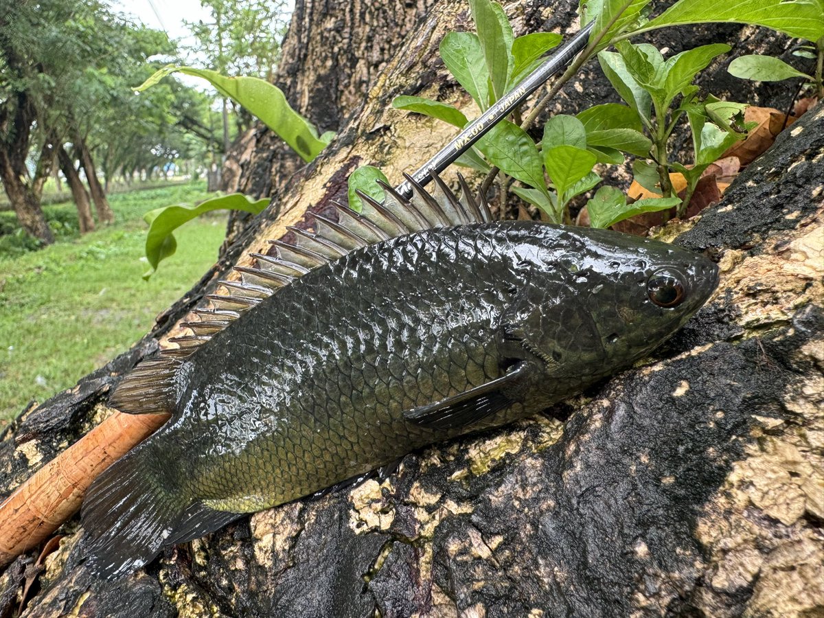 tarzanfishing's tweet photo. 硬い鱗に肺呼吸、陸上を歩く姿はまるで古代魚。恐竜の時代にいても全く違和感ない。

#キノボリウオ
#MX_00
#モンスターキス https://t.co/gw9wStOYaI