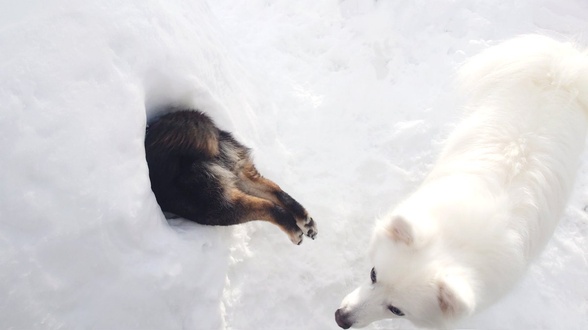 kukuri_shibainu's tweet photo. 雪遊びしていた犬がかまくらに刺さってる。 https://t.co/MqNduTSTct