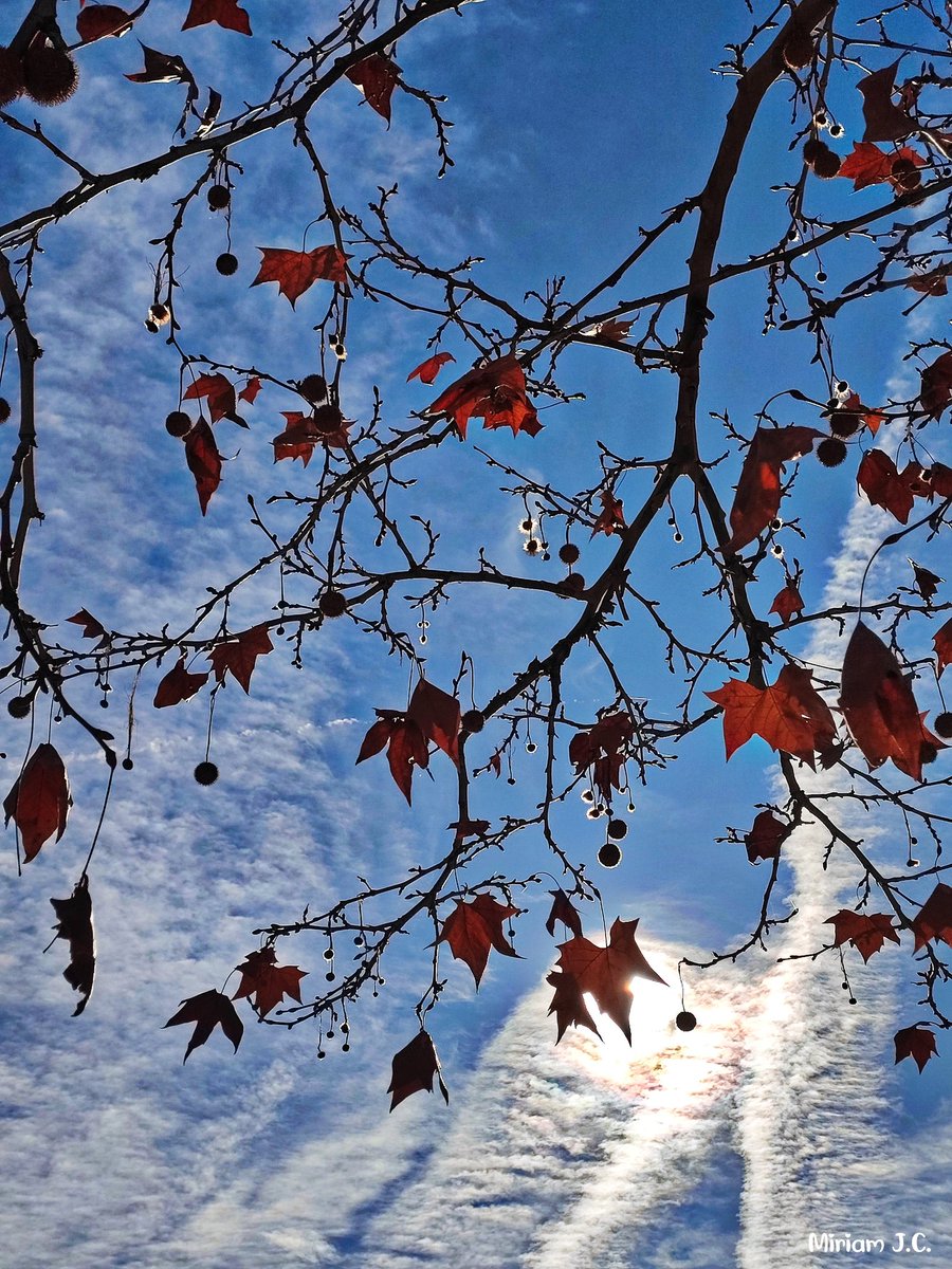 Atenta a cómo caen las hojas.

#pipol 🥰😘