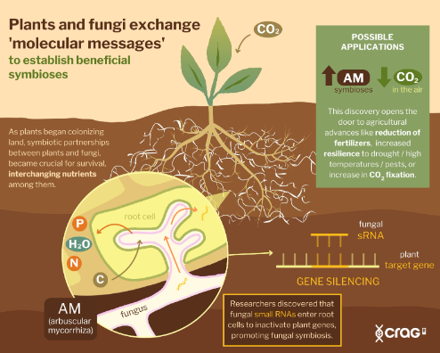 Simona Radutoiu (@radutoiusimona) on Twitter photo Fungal small RNA molecules (sRNAs) can silence plant genes to establish beneficial symbioses. This study by researchers from <a href="/unito/">Università di Torino</a> and <a href="/cragenomica/">CRAG</a> explains how: bit.ly/49nthx4
<a href="/NewPhyt/">New Phytologist</a> Fungal small RNA molecules (sRNAs) can silence plant genes to establish beneficial symbioses. This study by researchers from <a href="/unito/">Università di Torino</a> and <a href="/cragenomica/">CRAG</a> explains how: bit.ly/49nthx4
<a href="/NewPhyt/">New Phytologist</a>