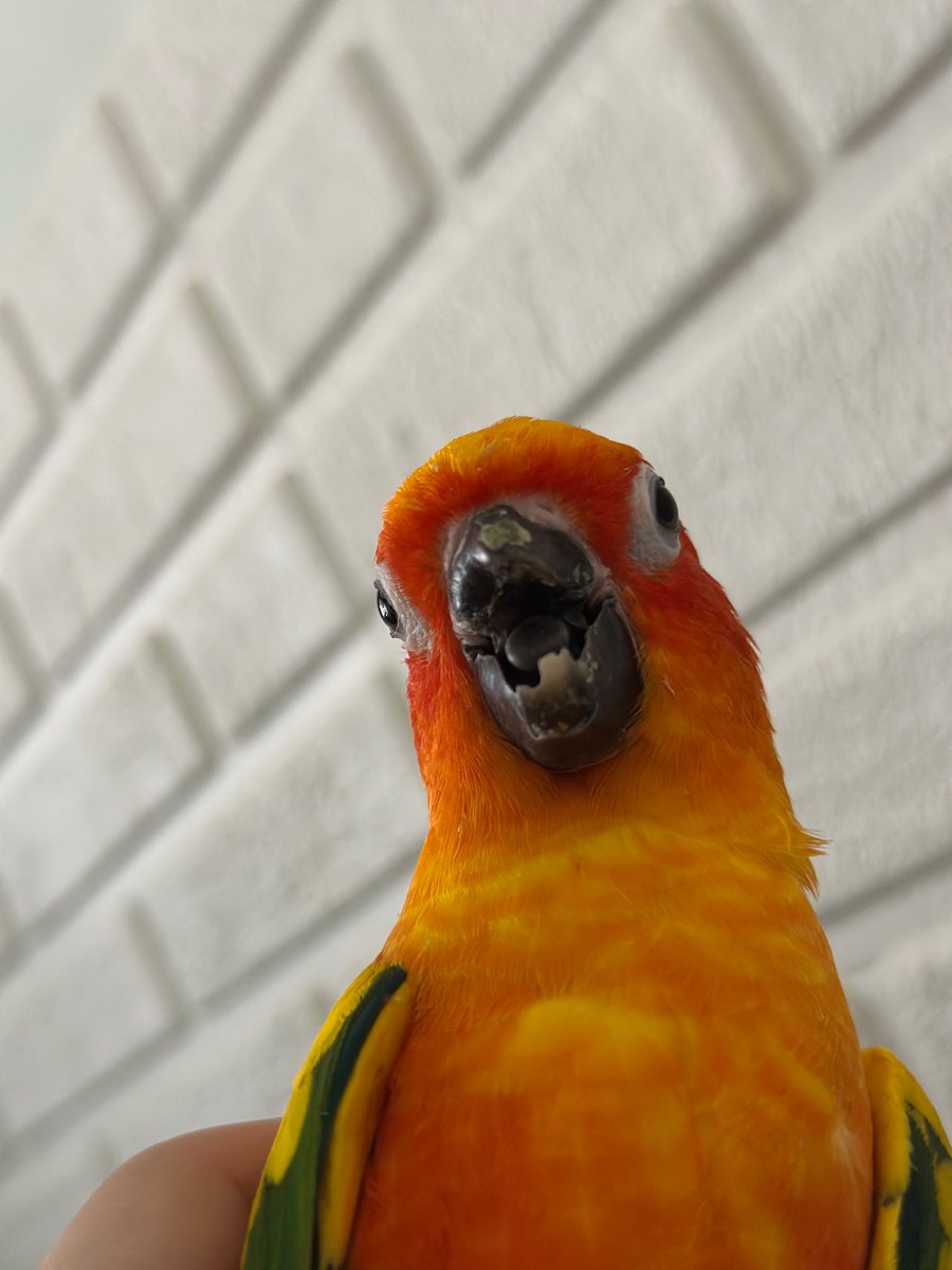 부리 깨졌어요 
열심히 장난치고 놀더니 결국 부러뜨림