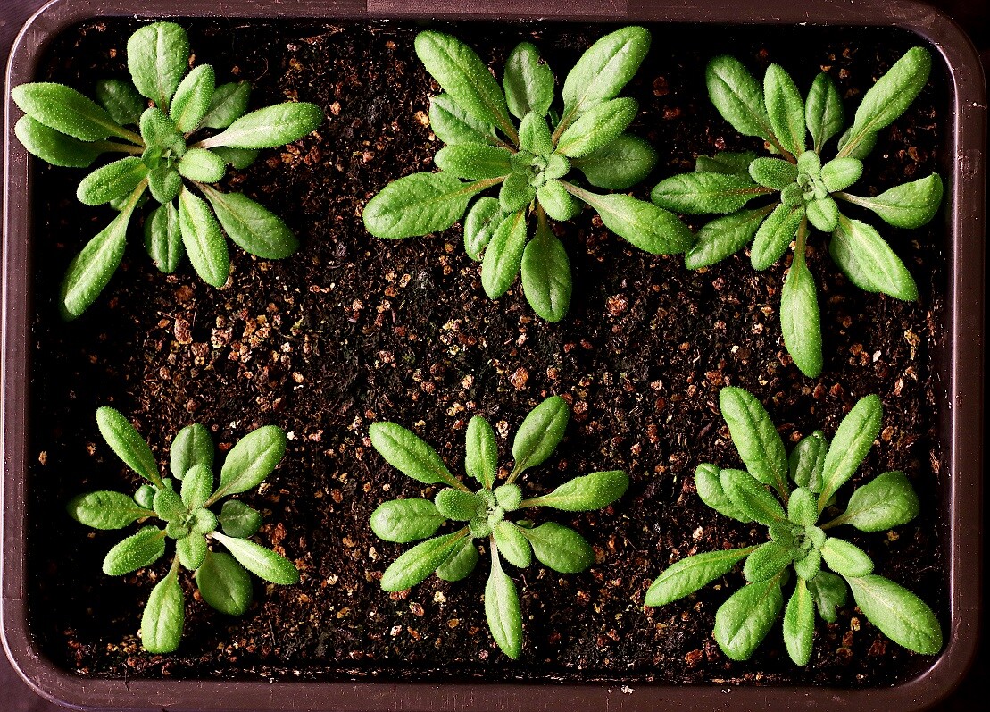 "A pipeline for validation of Serendipita indica effector-like sRNA suggests cross-kingdom communication in the symbiosis with Arabidopsis" with Agrisera antibodies to AGO1.

To article: eu1.hubs.ly/H0fFfKy0

#Piriformospora #Serendipitaindica #AGO1 #Arabidopsisroots