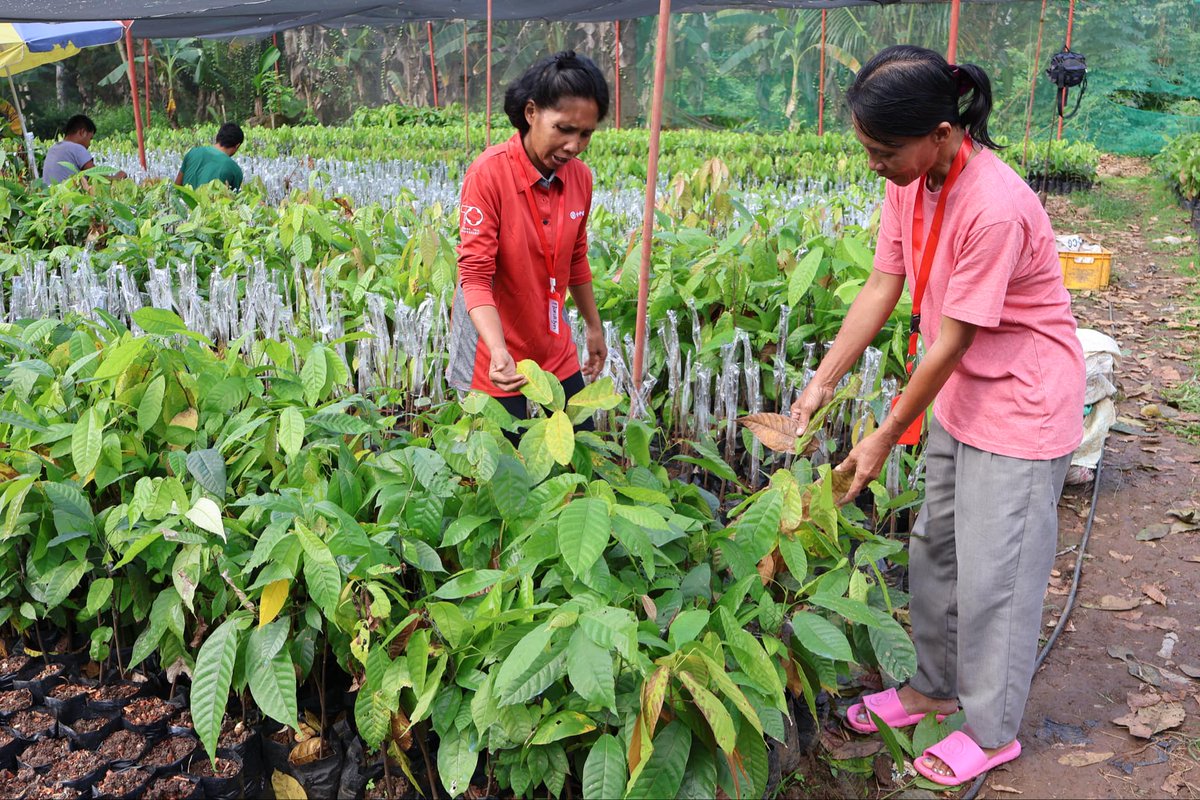 AsianFarmers's tweet photo. 📣 Exciting updates on the AFA #SPADe project in #Region11, #Philippines! 📣
Photos from the conclusion of the nursery management immersion program part 1 for four IP #youth farmers and women farmers, representing the Langan and Dugayan Farmers’ Associations last December 2024. 🌱 This hands-on training took place at Green Givers Agricultural Supply and is part of an initiative to establish two commercial seedling nurseries in Barangay Gupitan, Kapalong, #DavaodelNorte.
🧑🏽🌾 👩🏽🌾 In addition, the youth and women committees will embark on mass production of improved #cacao varieties and black pepper seedlings, which will be distributed to members at a minimal cost to support the farm diversification efforts. The project is a collaborative effort involving the Kapalong Cooperative, AFA, and MCN.
Through the AFA project, "Empowering #Women and Youth in #Cooperatives," support has been provided following the approval of the jointly developed proposal and operations plan. Two nurseries have been constructed, tools and equipment have been entrusted to the groups, two learning visits were organized for representatives of Kapalong Coop and the farmers’ associations, and a series of community-based training sessions were conducted in partnership with the provincial agriculture office. 👩🌾
To date, seeds of fruit trees have already been germinated and black pepper seedlings have been distributed.🌳
This initiative is a component of SPADe, spearheaded by @giz_gmbh, and is incorporated into the Mindanao Peace and Development Programme (#MinPAD RISE), funded by the #EuropeanUnion.
#SupportFamilyFarmers