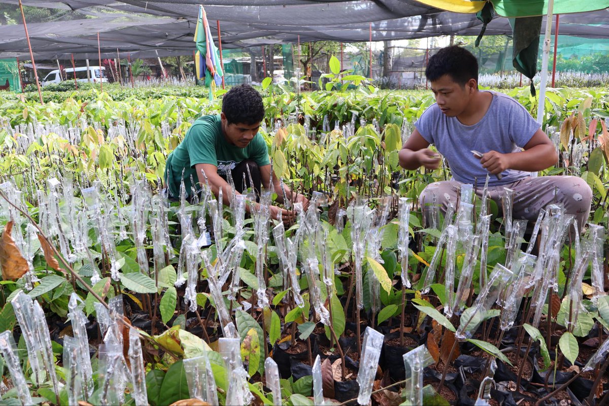 AsianFarmers's tweet photo. 📣 Exciting updates on the AFA #SPADe project in #Region11, #Philippines! 📣
Photos from the conclusion of the nursery management immersion program part 1 for four IP #youth farmers and women farmers, representing the Langan and Dugayan Farmers’ Associations last December 2024. 🌱 This hands-on training took place at Green Givers Agricultural Supply and is part of an initiative to establish two commercial seedling nurseries in Barangay Gupitan, Kapalong, #DavaodelNorte.
🧑🏽🌾 👩🏽🌾 In addition, the youth and women committees will embark on mass production of improved #cacao varieties and black pepper seedlings, which will be distributed to members at a minimal cost to support the farm diversification efforts. The project is a collaborative effort involving the Kapalong Cooperative, AFA, and MCN.
Through the AFA project, "Empowering #Women and Youth in #Cooperatives," support has been provided following the approval of the jointly developed proposal and operations plan. Two nurseries have been constructed, tools and equipment have been entrusted to the groups, two learning visits were organized for representatives of Kapalong Coop and the farmers’ associations, and a series of community-based training sessions were conducted in partnership with the provincial agriculture office. 👩🌾
To date, seeds of fruit trees have already been germinated and black pepper seedlings have been distributed.🌳
This initiative is a component of SPADe, spearheaded by @giz_gmbh, and is incorporated into the Mindanao Peace and Development Programme (#MinPAD RISE), funded by the #EuropeanUnion.
#SupportFamilyFarmers