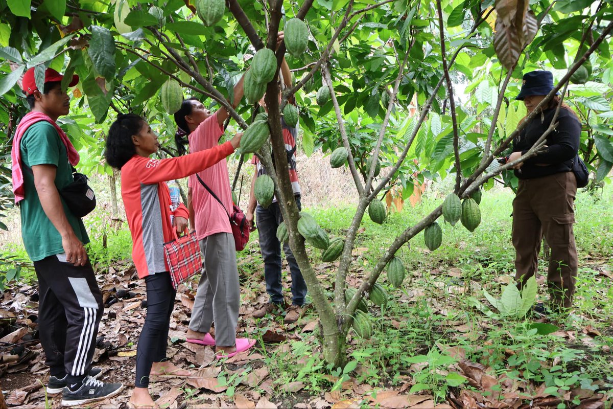 AsianFarmers's tweet photo. 📣 Exciting updates on the AFA #SPADe project in #Region11, #Philippines! 📣
Photos from the conclusion of the nursery management immersion program part 1 for four IP #youth farmers and women farmers, representing the Langan and Dugayan Farmers’ Associations last December 2024. 🌱 This hands-on training took place at Green Givers Agricultural Supply and is part of an initiative to establish two commercial seedling nurseries in Barangay Gupitan, Kapalong, #DavaodelNorte.
🧑🏽🌾 👩🏽🌾 In addition, the youth and women committees will embark on mass production of improved #cacao varieties and black pepper seedlings, which will be distributed to members at a minimal cost to support the farm diversification efforts. The project is a collaborative effort involving the Kapalong Cooperative, AFA, and MCN.
Through the AFA project, "Empowering #Women and Youth in #Cooperatives," support has been provided following the approval of the jointly developed proposal and operations plan. Two nurseries have been constructed, tools and equipment have been entrusted to the groups, two learning visits were organized for representatives of Kapalong Coop and the farmers’ associations, and a series of community-based training sessions were conducted in partnership with the provincial agriculture office. 👩🌾
To date, seeds of fruit trees have already been germinated and black pepper seedlings have been distributed.🌳
This initiative is a component of SPADe, spearheaded by @giz_gmbh, and is incorporated into the Mindanao Peace and Development Programme (#MinPAD RISE), funded by the #EuropeanUnion.
#SupportFamilyFarmers