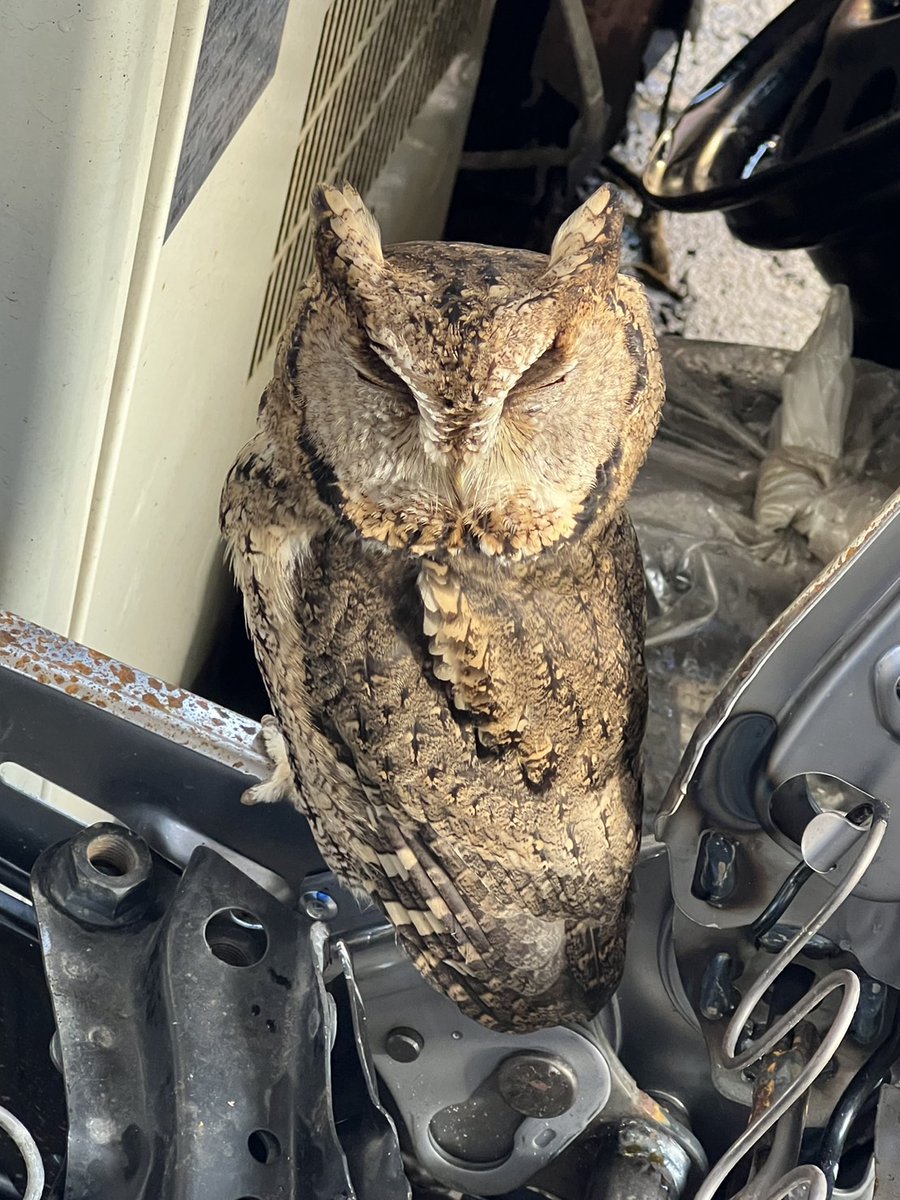 kuuko_4274's tweet photo. 昨日、会社で営業準備してたらミミズク(多分)いた❣️お昼にはもういなくなってたけど何ていう種類やろ🤔❓
最近雪降って寒いから風避けとして来たかわからんけど可愛かったヾ(*>∀<)ﾉﾞ https://t.co/nHLcfNPqYF
