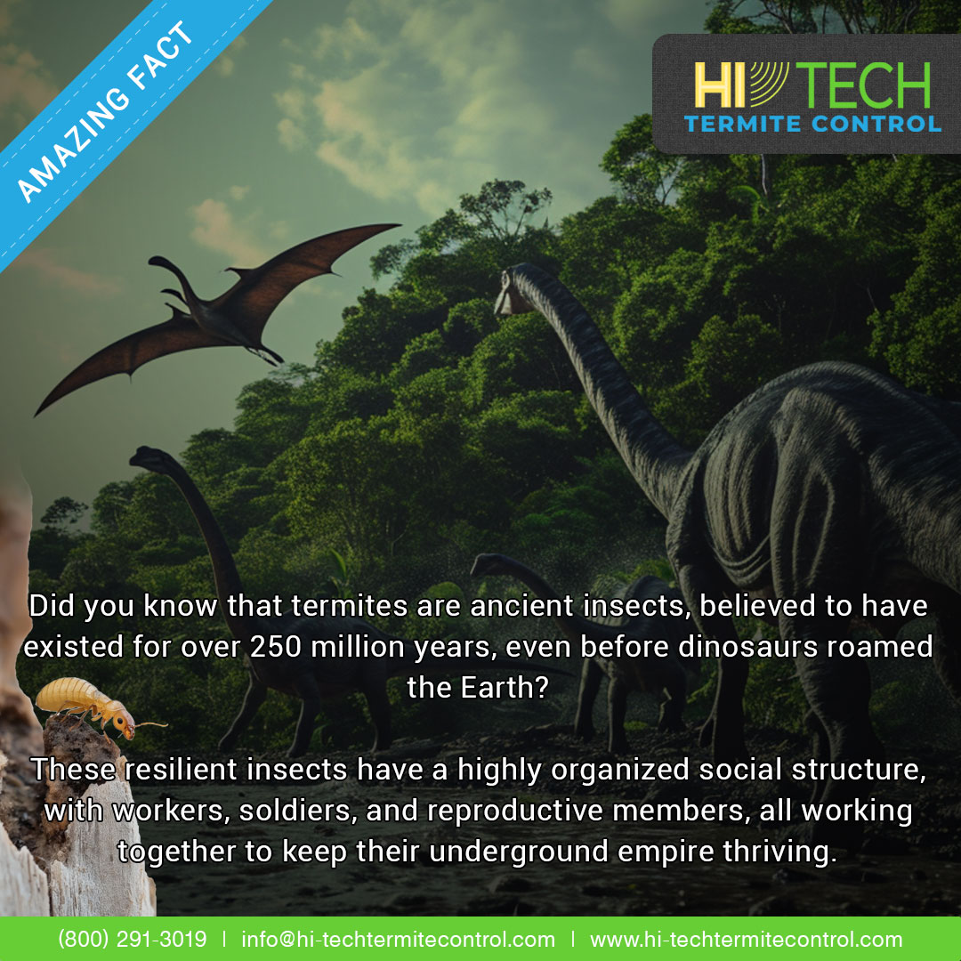 HiTechTermiteCA's tweet photo. Termites, ancient insects over 250M years old, predate dinosaurs! With a structured society of workers, soldiers &amp; reproducers, they thrive underground.

#TermiteInspection #Treat #SafeLife #Treatment #Health #TermiteDamageRepair #FumigationTermiteControl #TermiteInfestation https://t.co/rJbPOiMSI4