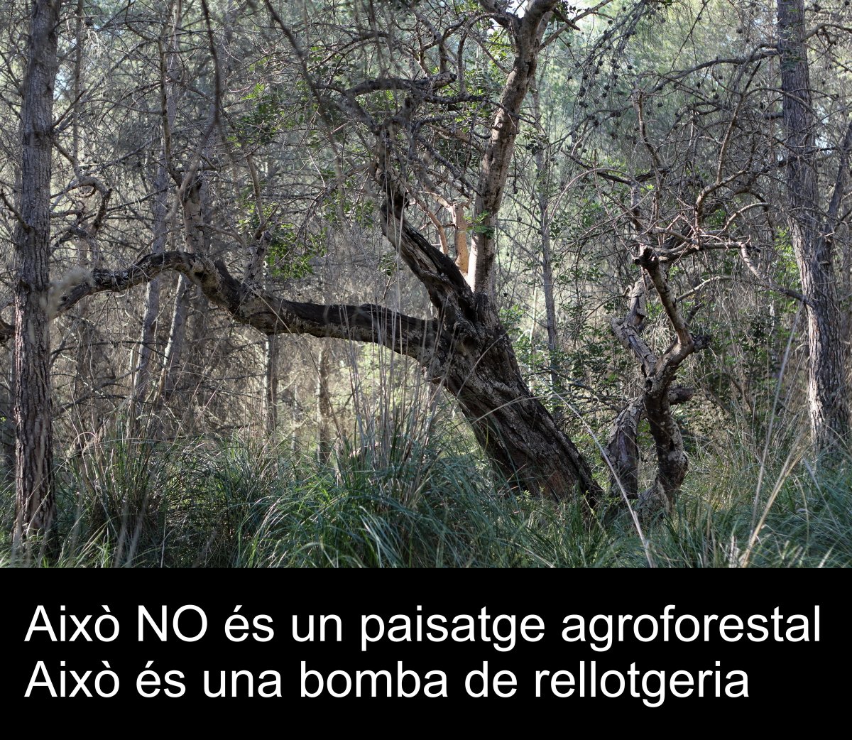 Un garrober malviu sota la pineda en Sòl de Protecció Especial
Queda menys d 1 ha de garroferar a l'AMB 

Això NO és paisatge agroforestal, és risc d'incendi de 6ª generació i pèrdua de biodiversitat

El planejament urbanístic hauria d donar piestes de com solucionar aquest repte