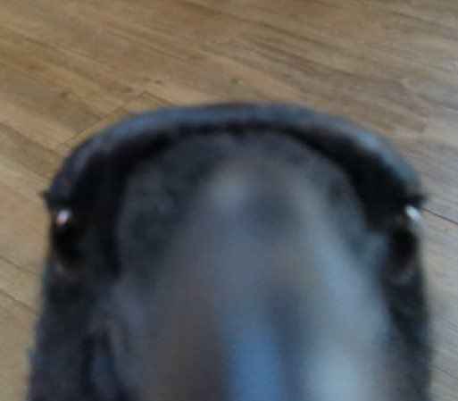 notmaxon24000's tweet image. Staring respectfully