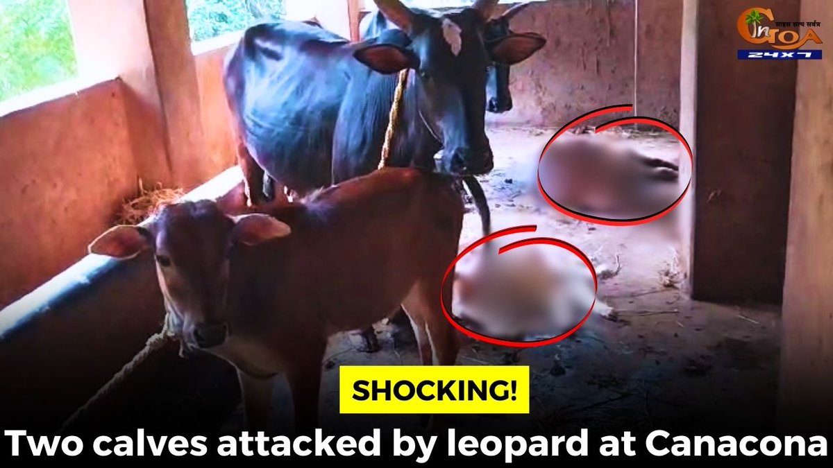 InGoa24x7's tweet photo. Shocking! Two calves attacked by leopard at Canacona
WATCH: https://t.co/y0hLfX5pSZ
#Goa #Goanews #Attacked #Calve https://t.co/vowCLfWxh4