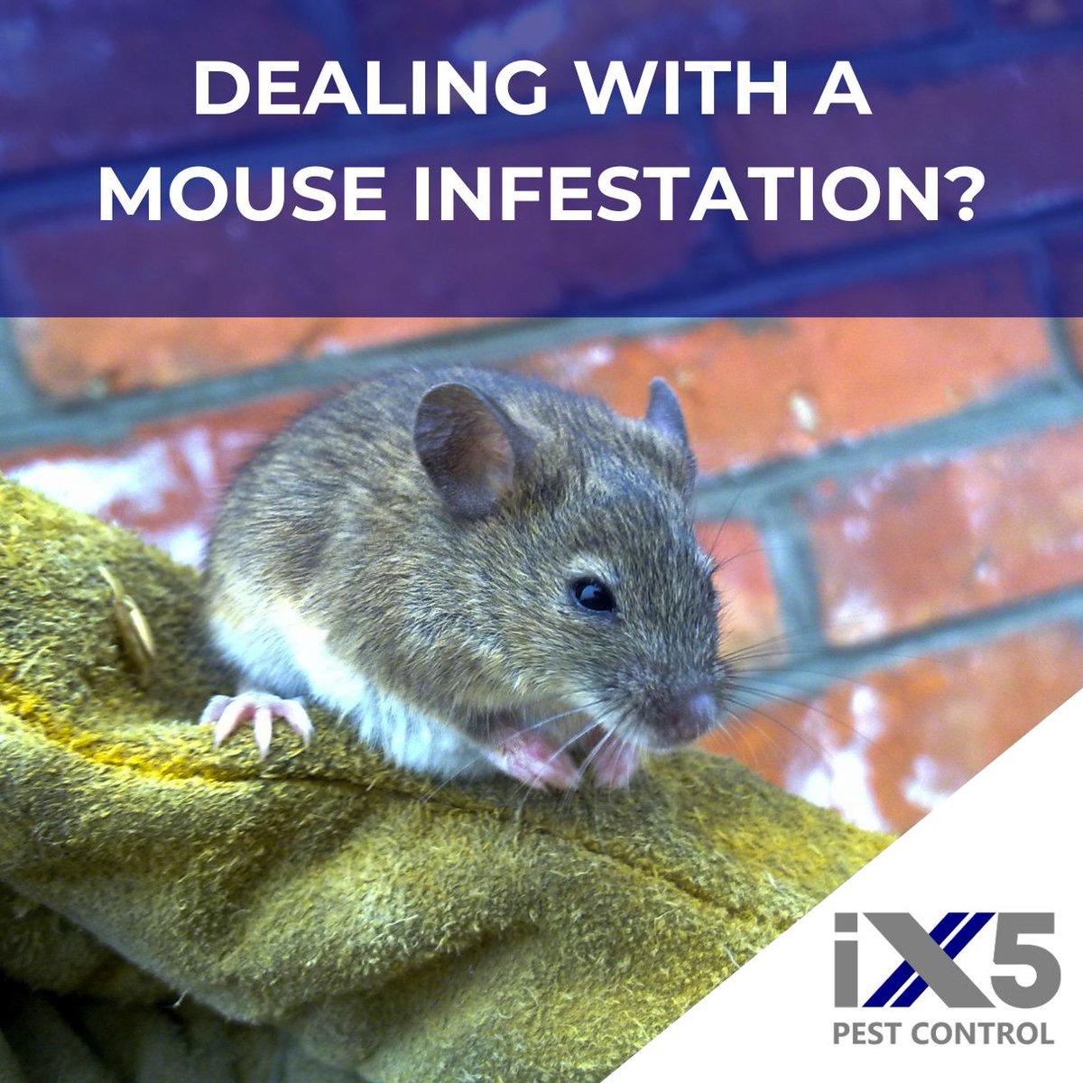iX5uk's tweet photo. Dealing with a mouse infestation? 🐭 Mice can quickly invade your home, causing damage and spreading germs. iX5 Pest Control offers expert mouse control services to protect your property and keep your space safe. Get in touch today! 👉 https://t.co/Uy6kdQDpkW #MouseControl https://t.co/lyBqyQ5Kq2