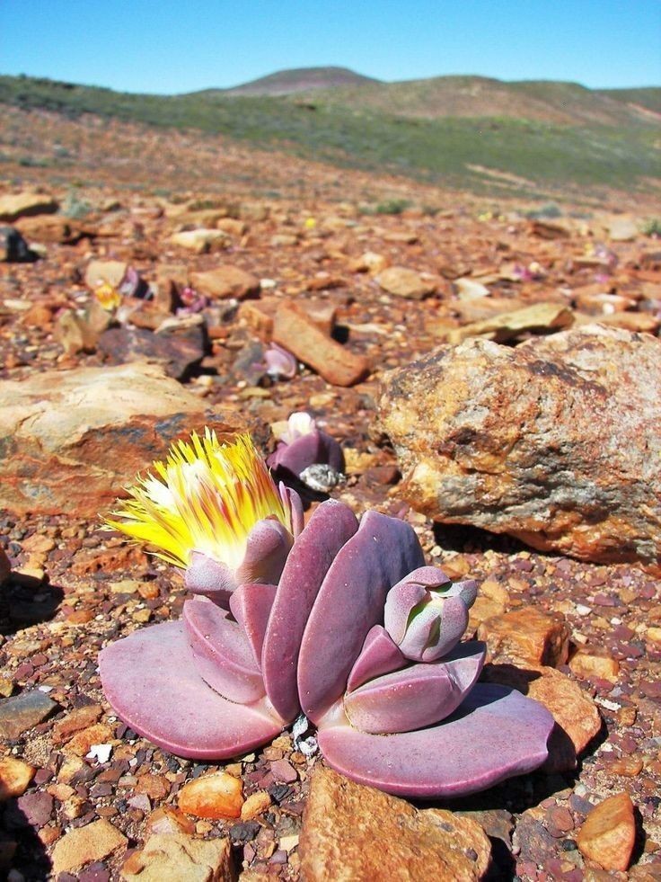 Untamedpath's tweet photo. A Cheiridopsis peculiaris succulent blooming in its natural rocky habitat. #succulent #cheiridopsis #desertflora #southafrica #naturephotography https://t.co/i0jAjXVtV8