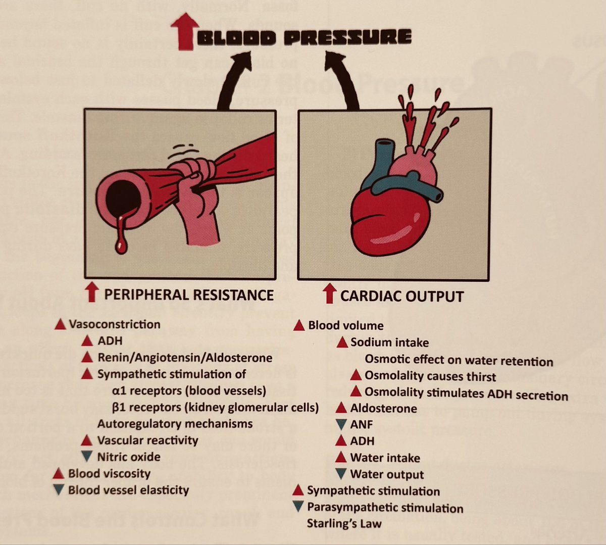 صورة جميلة تشرح العوامل الاساسية اللي تؤثر على ضغط الدم:

المقاومة الطرفية Peripheral Resistance هي القوة اللي تواجه تدفق الدم داخل الأوعية الدموية. زي كأنك تسوق في طريق زحمة، كل ما زادت الزحمة (المقاومة)، زاد الجهد اللي يحتاجه القلب لضخ الدم.
العوامل اللي ترفع المقاومة الطرفية: