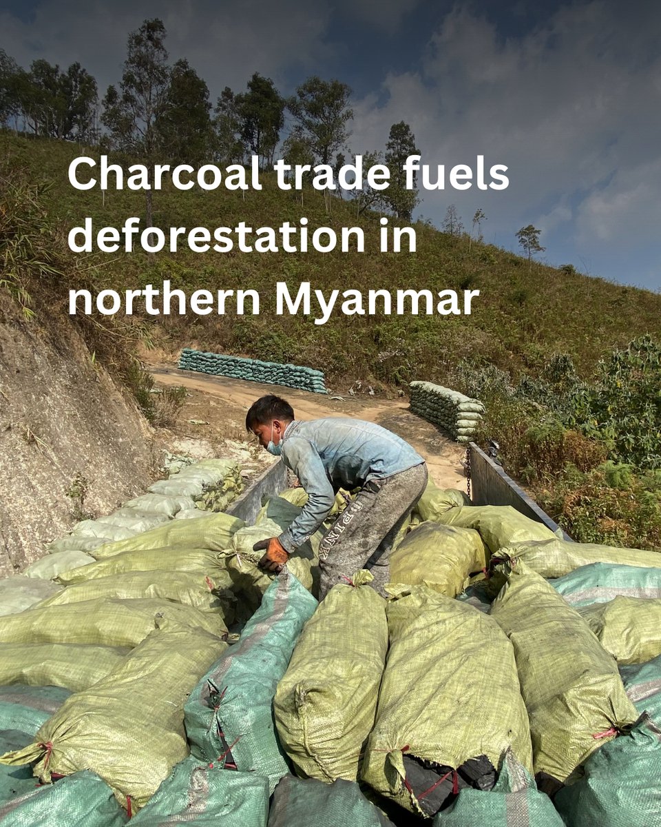 Mekong Eye (@mekongeye) on Twitter photo 🍃Tea growers in Myanmar’s northern Shan State are turning to🪵wood charcoal production as a survival strategy amidst ongoing conflict and economic turmoil, despite its known impact on deforestation. By May Thet Hnin <a href="/earthjournalism/">Earth Journalism Network</a> Read👉 mekongeye.com/2025/01/13/cha… 🍃Tea growers in Myanmar’s northern Shan State are turning to🪵wood charcoal production as a survival strategy amidst ongoing conflict and economic turmoil, despite its known impact on deforestation. By May Thet Hnin <a href="/earthjournalism/">Earth Journalism Network</a> Read👉 mekongeye.com/2025/01/13/cha…