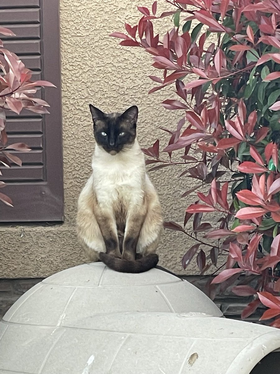 DrewDotDrop's tweet photo. I’m so sorry I couldn’t afford your surgery/treatment and give you a fighting chance but I was able to just barely afford to put you out of your suffering and get your ashes and an urn. Even though you were a stray, I have loved taking care of you every day for the past 2 yrs ❤️‍🩹 https://t.co/TryEgLzhco