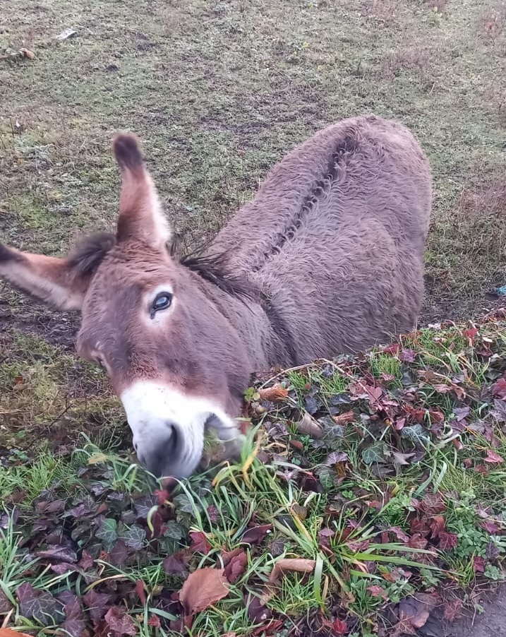 don Alberto Ferrara tweet media