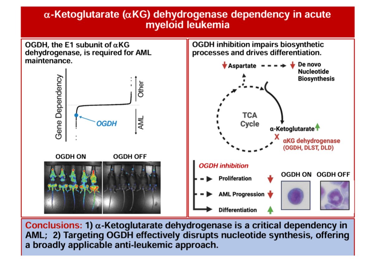 sreeparna_b's tweet image. #Glutamine #cancer #metabolism papers from last week via @Bims_BiomedNews 
Several excellent reviews this week!

biomed.news/bims-glucam/20…

Top pick: 
α-Ketoglutarate dehydrogenase is a therapeutic vulnerability in acute myeloid leukemia pubmed.ncbi.nlm.nih.gov/39791576/