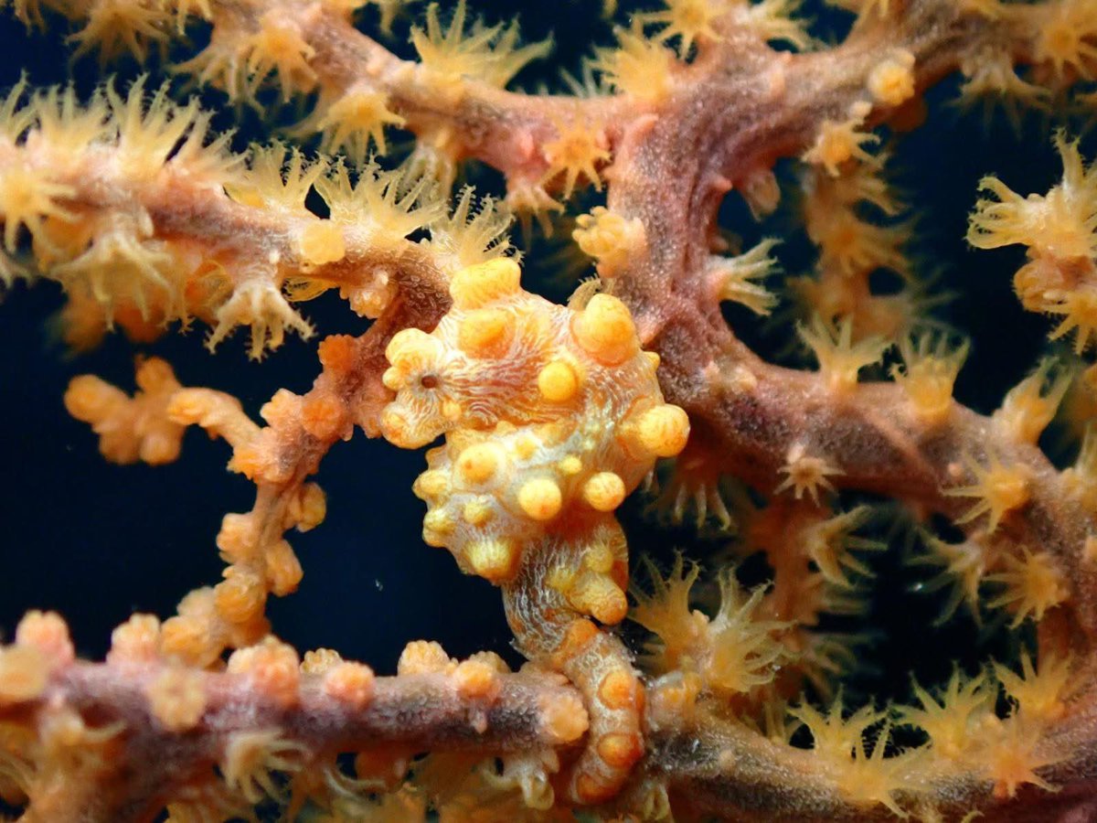 MOLAMOLA DIVE tweet media