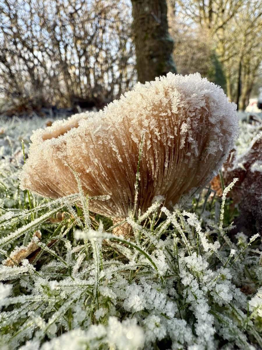 A very frosty mushroom