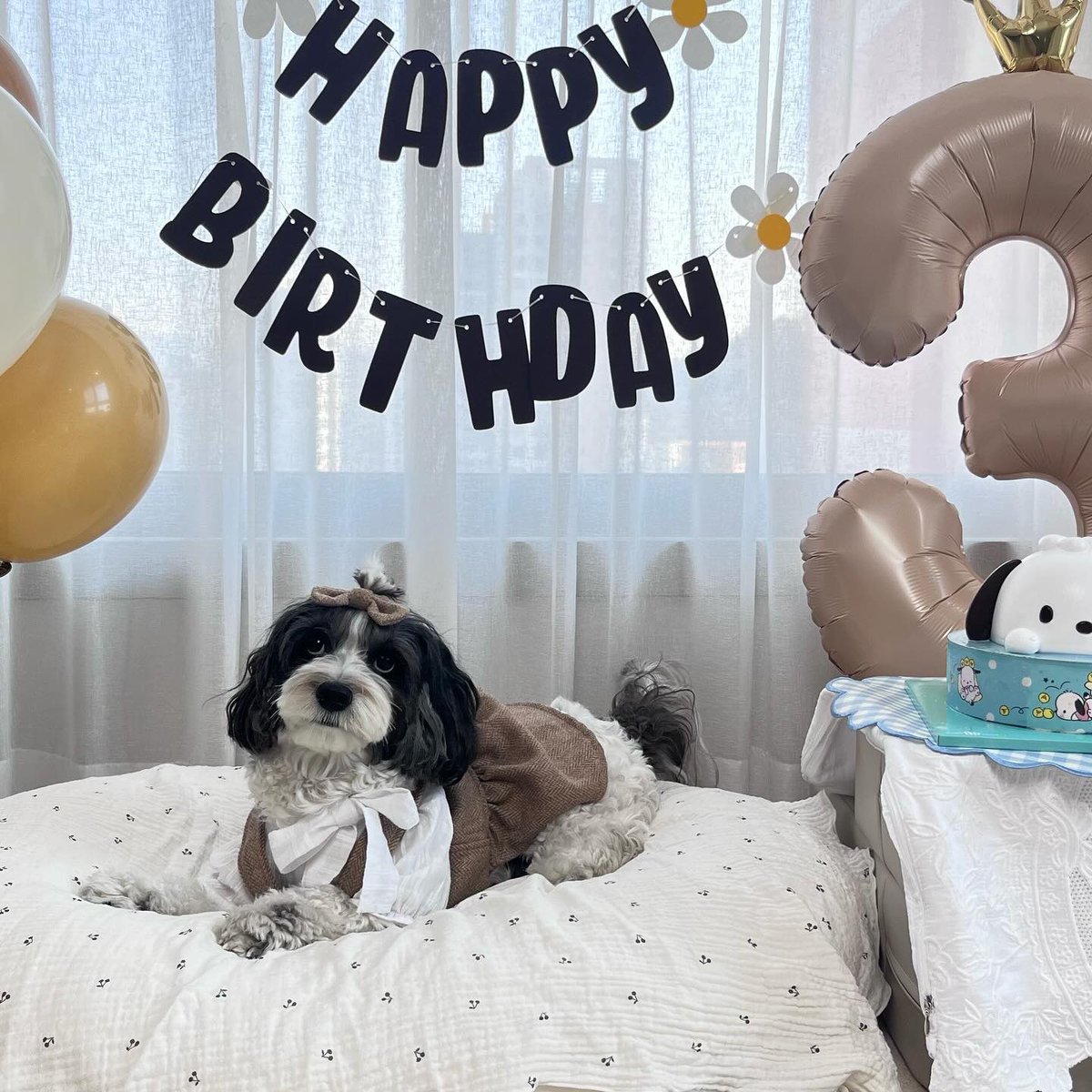 wonubliss's tweet photo. happy birthday, seol! 🤍 https://t.co/nAegbyQNAK