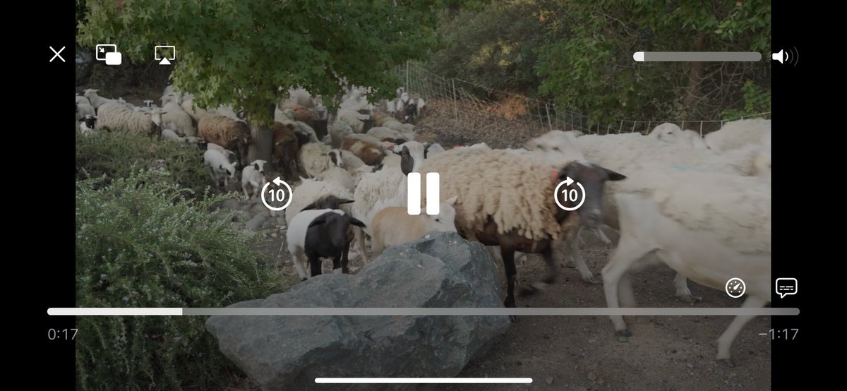xonkd (@xonkd7) on Twitter photo <a href="/DrPatSoonShiong/">Dr. Pat Soon-Shiong</a> <a href="/latimes/">Los Angeles Times</a> My community uses goats. Cleared probably 50+ acres in a month of rocky, dry scrub, and grass for $12k. They put an electric fence up around each area for them to stay safe from predators. We have about 300 acres so moved them from area to area throughout the month. <a href="/DrPatSoonShiong/">Dr. Pat Soon-Shiong</a> <a href="/latimes/">Los Angeles Times</a> My community uses goats. Cleared probably 50+ acres in a month of rocky, dry scrub, and grass for $12k. They put an electric fence up around each area for them to stay safe from predators. We have about 300 acres so moved them from area to area throughout the month.