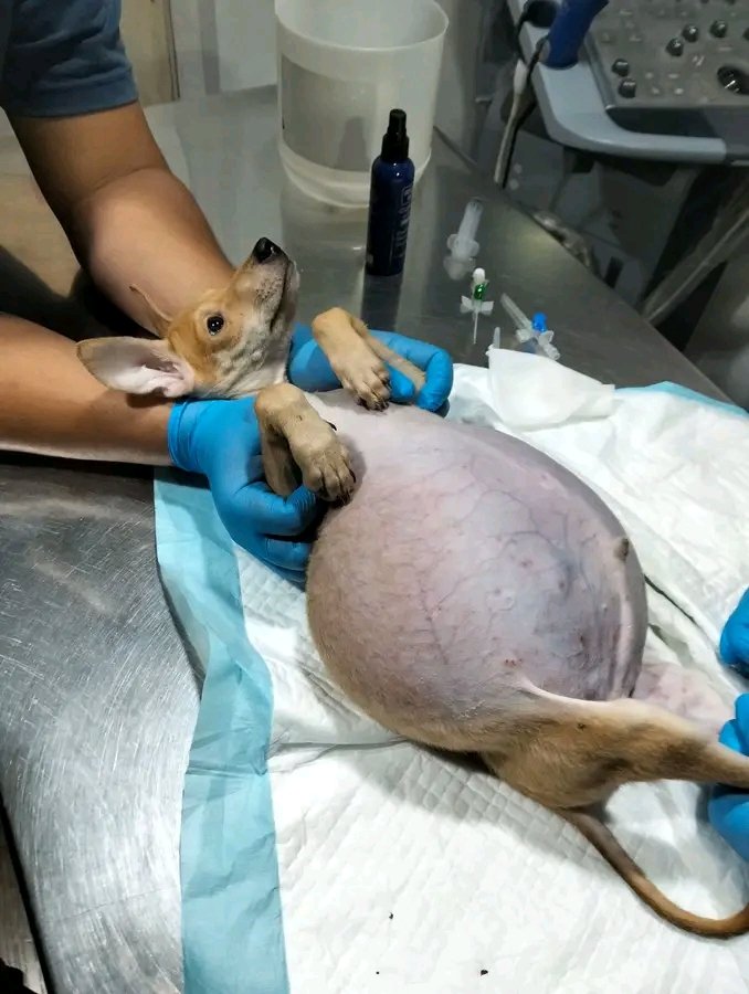 this puppy was dumped near their residence. Out of pity he started to feed them.But feeding is not enough for Flora.because of ascites or the build up of fluid in his stomach
If you wish to help us with our vet bill: 
m.wallet./western U
JONA BOSA
TEL.0746102058(airtel uganda)