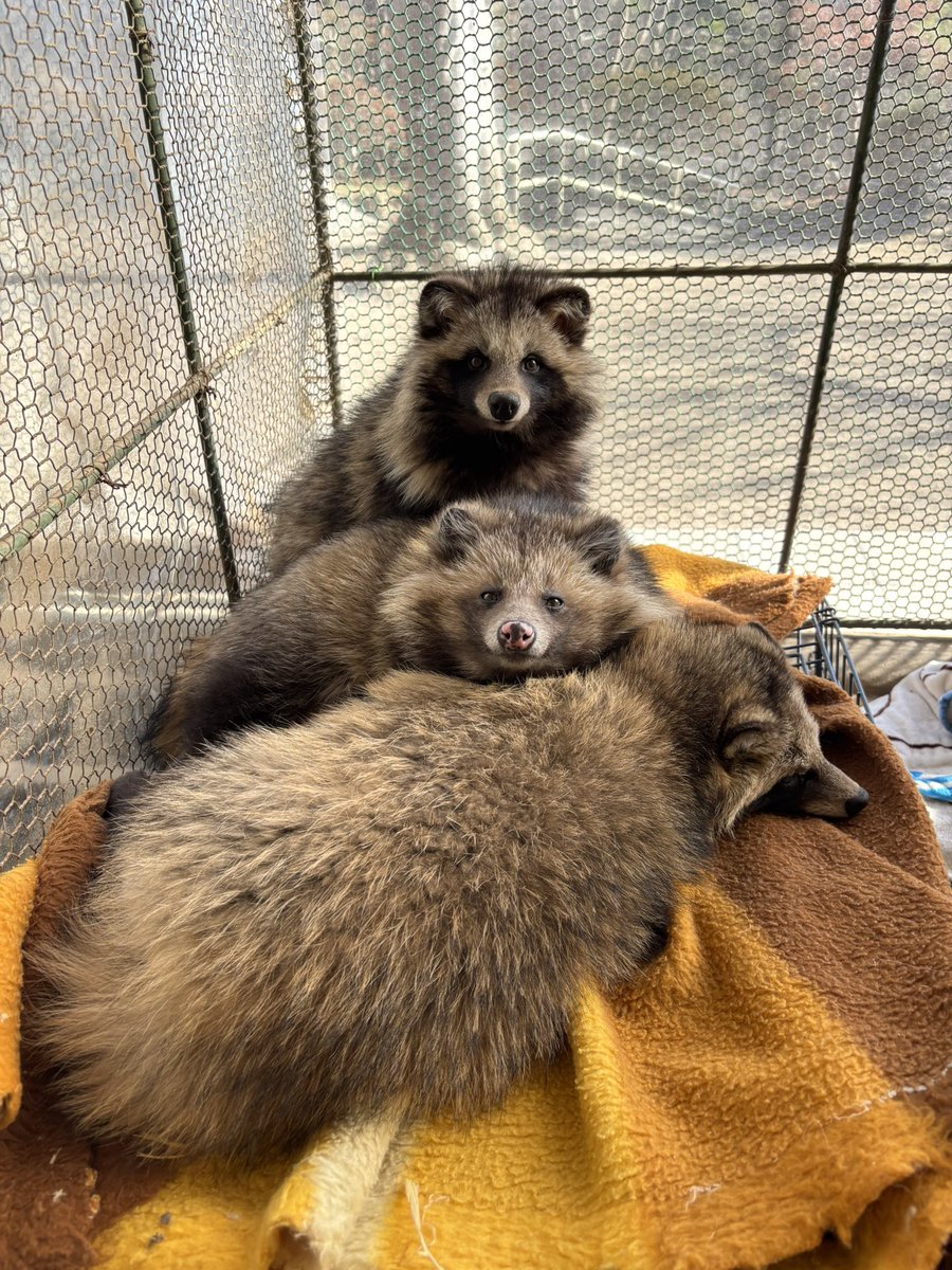 まる】と【かい】タヌ団子🍡💓 【うい】はベットにされていました