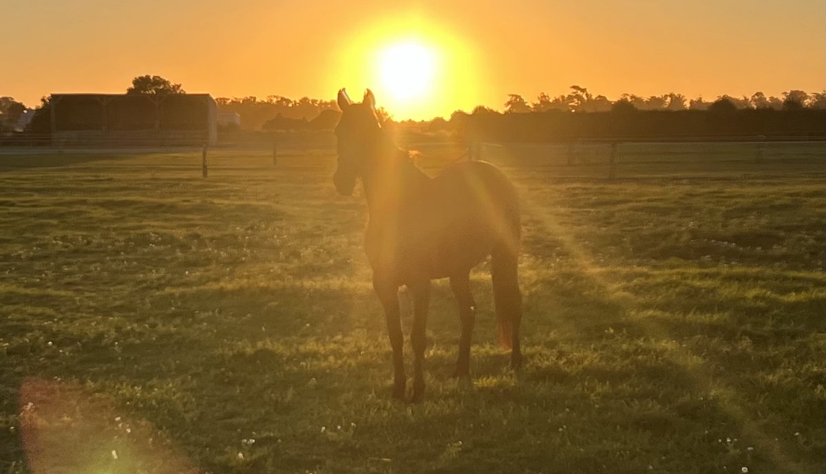 Mowbraystables's tweet photo. https://t.co/Vx9JASZLyA