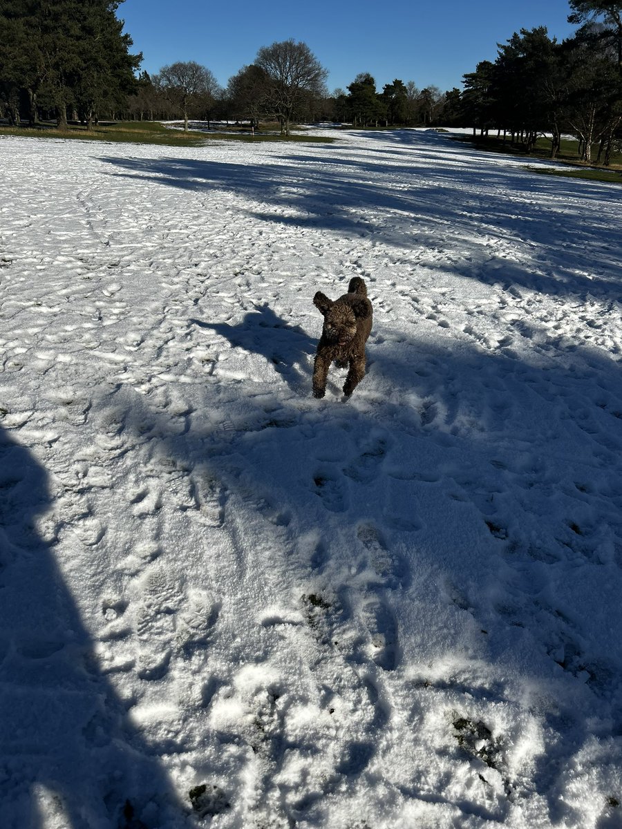 Stunning Sunday walking on frozen <a href="/crowborough/">Crowborough Line</a> golf course. Just lovely. #crowborough
#snow