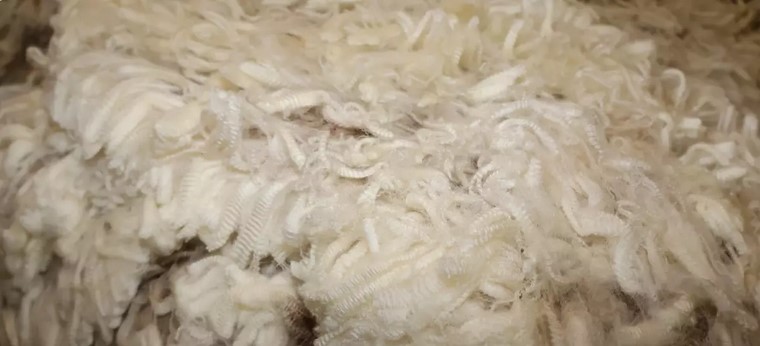 awn_rural's tweet photo. Dyson Jones Wool Marketing offered the history-making bale on behalf of their client, Mandalup Pastoral Company (Serena Park, York), owned by a notably private Perth lawyer. 🏆🐑
#DysonJones #HistoryMaking #MandalupPastoralCompany #TopPrice #Wool #Bale #FarmWeekly #WA https://t.co/KSjwQQIF1Z