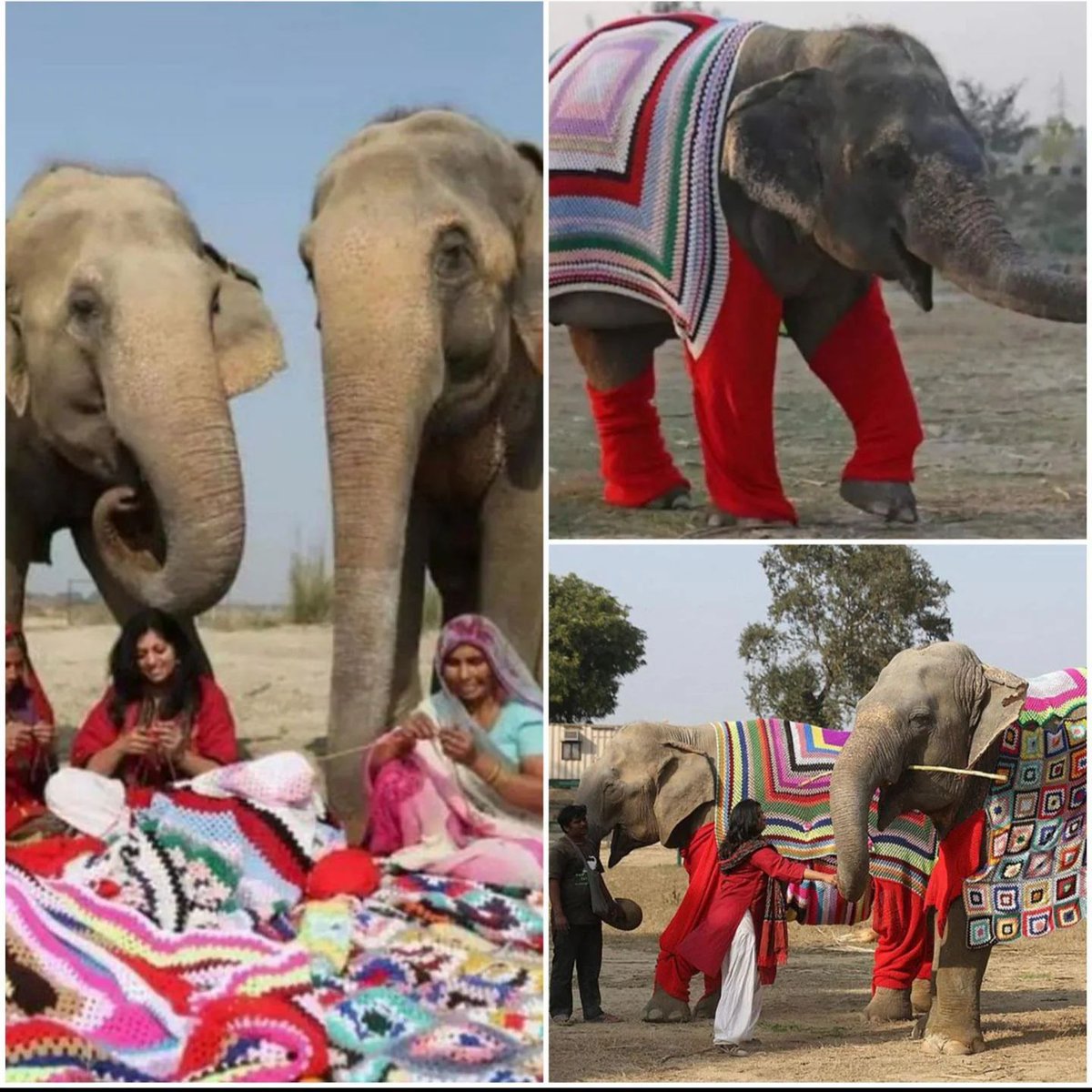 People in India knitting giant sweaters for rescued elephants to protect them from cold weather