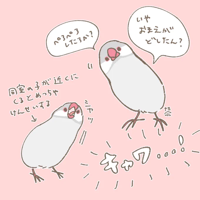 今日ペットショップで出会った文鳥さんのこと ずっと考えてる( ˘ω˘ ) 