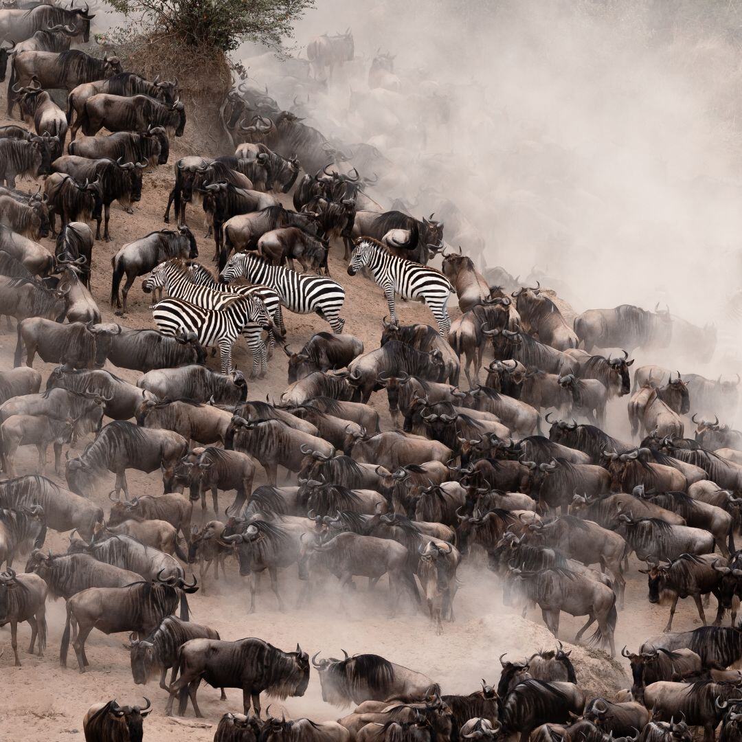 silverbirdtours's tweet photo. Step into the wild and immerse yourself in the untamed beauty of Maasai Mara with Silverbird Travel Plus. The Great Migration Seasons
April – June,July – October,November – December
#MaasaiMaraMagic #SilverbirdTravelPlus #GreatMigration #KenyaSafari #WildlifeWonders #SpiritOf https://t.co/n9D1Ezhtre