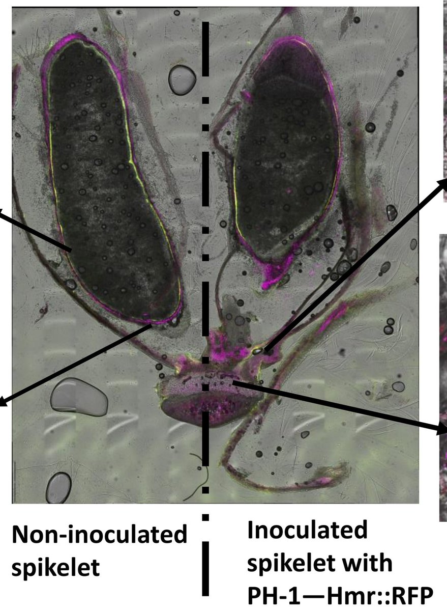 Had a wonderful time presenting our exciting ongoing work on the cereal crop-pathogen cell atlas using 10xV spatial transcriptomics. Thanks <a href="/ugill10/">Upinder Gill</a>, for inviting in #PAG32   Genetics and Genomics of Plant Filamentous Pathogen Effectors session to represent <a href="/SDStateCAFES/">SDSU College of Ag, Food & Environmental Sciences</a> <a href="/SDState/">South Dakota State University</a>
