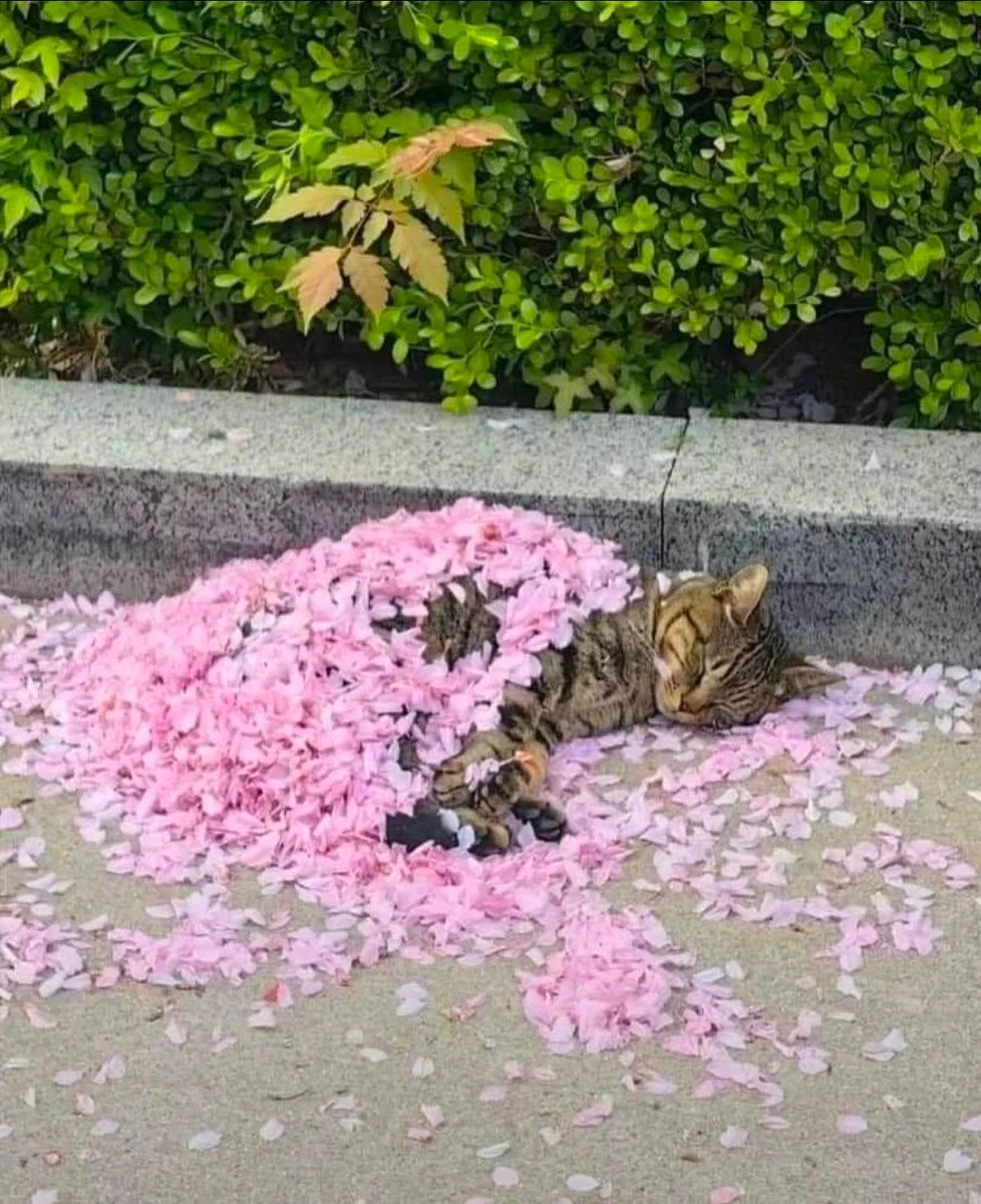 Why you should have a cat tweet media