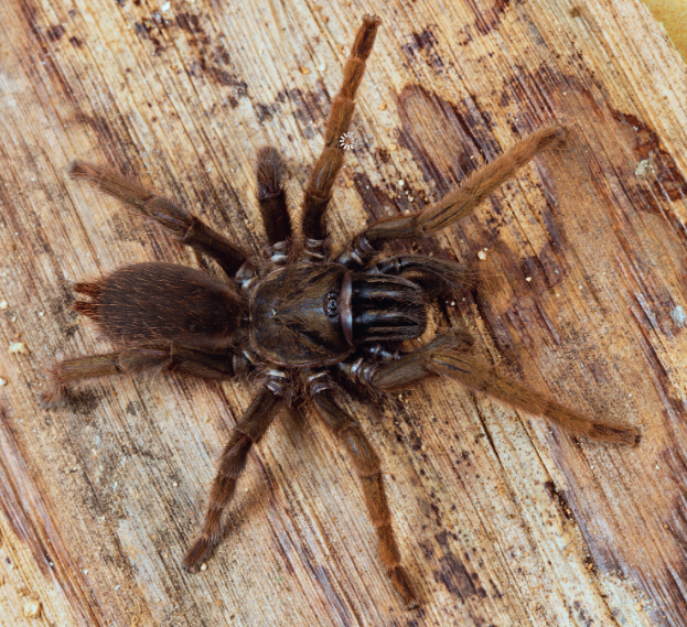 AntipaJournal's tweet photo. Four new species of #tarantula, including a new genus, have been described from India’s Western Ghats.

🔗 https://t.co/DeD0OPCN3v https://t.co/UDonb4PW4R