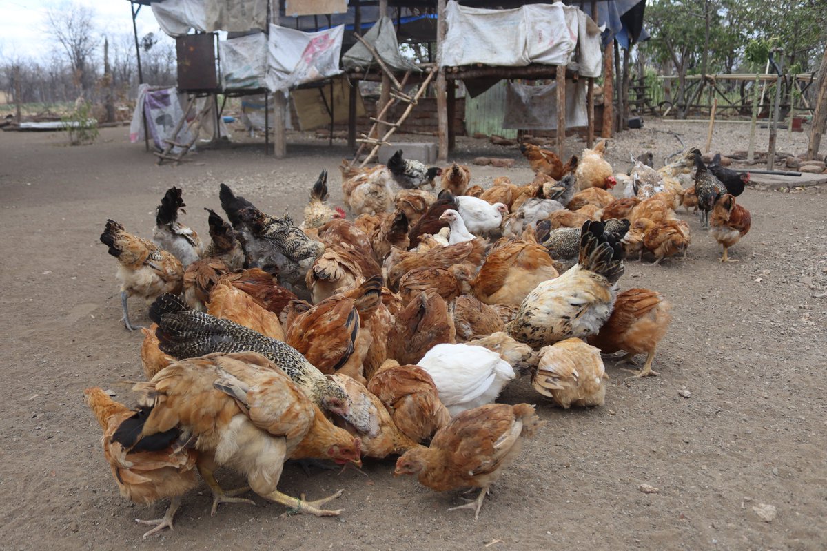 Mwenezi Development Training Centre (@mdtczw) on Twitter photo Meet Easter Machavi, a 32-year-old poultry farmer from Chiredzi. Through <a href="/UsaidZimbabwe/">USAID Zimbabwe</a> funded #SCRI Activity, she received 20 Sasso day-old chicks, and she now has more than 100 chickens. Easter sells eggs and chicks to support her family's financial needs. Meet Easter Machavi, a 32-year-old poultry farmer from Chiredzi. Through <a href="/UsaidZimbabwe/">USAID Zimbabwe</a> funded #SCRI Activity, she received 20 Sasso day-old chicks, and she now has more than 100 chickens. Easter sells eggs and chicks to support her family's financial needs.