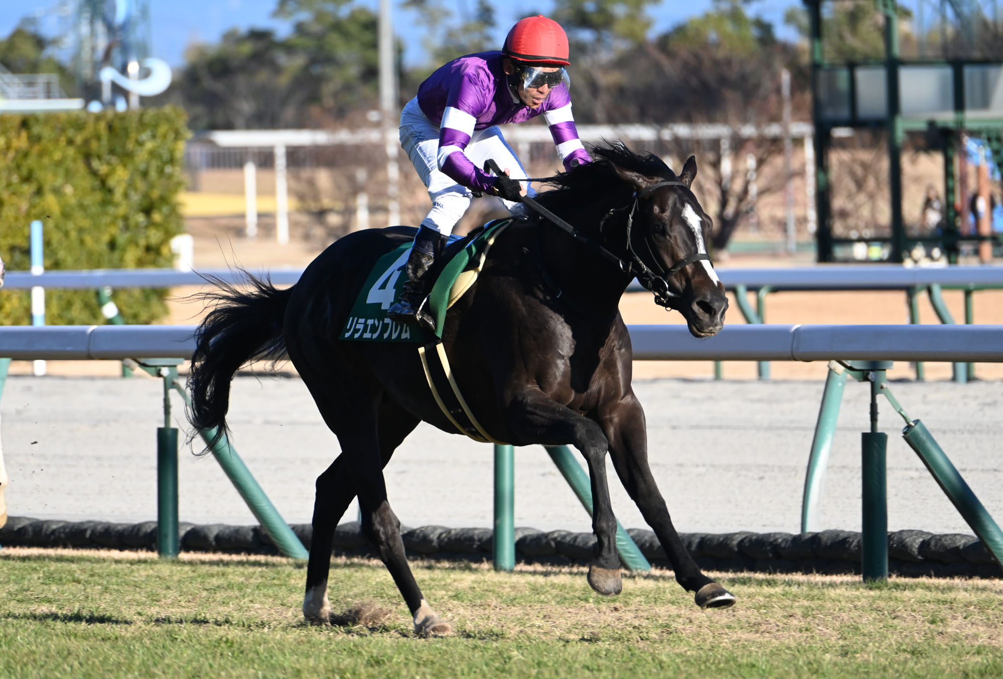 シンザン記念 - Search / X