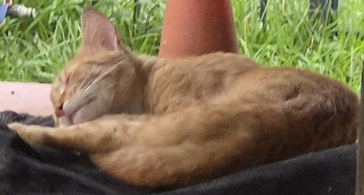 Is this your ginger cat?

This very skittish feline has been hanging around the streets near Casuarina for the last few weeks.
If it's yours, DM us as the property owners where it has been coming to sleep want it gone &amp; preferably back with it's owners.

#DarNT #CatFound #CatLost