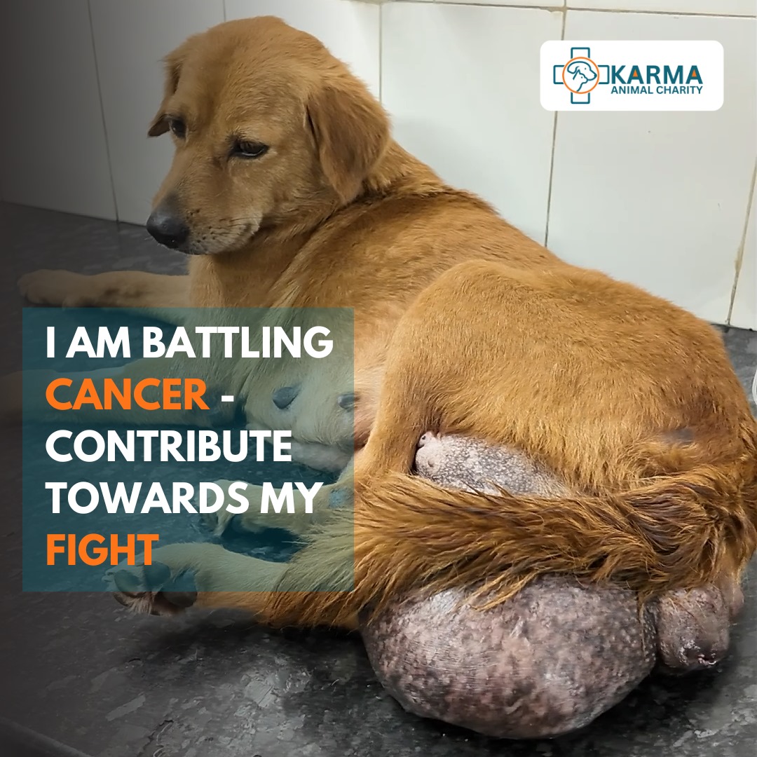 pif_org's tweet photo. Help @KarmaForAnimals save stray animals who need urgent medical care. Donate now: https://t.co/qsCjSd3wjj!

#PassItForward #KarmaFoundation #KarmaAnimalCharity #animals #strays #strayanimals #animalrescue #animalcare #charity #givenow https://t.co/gmIhhJra6O