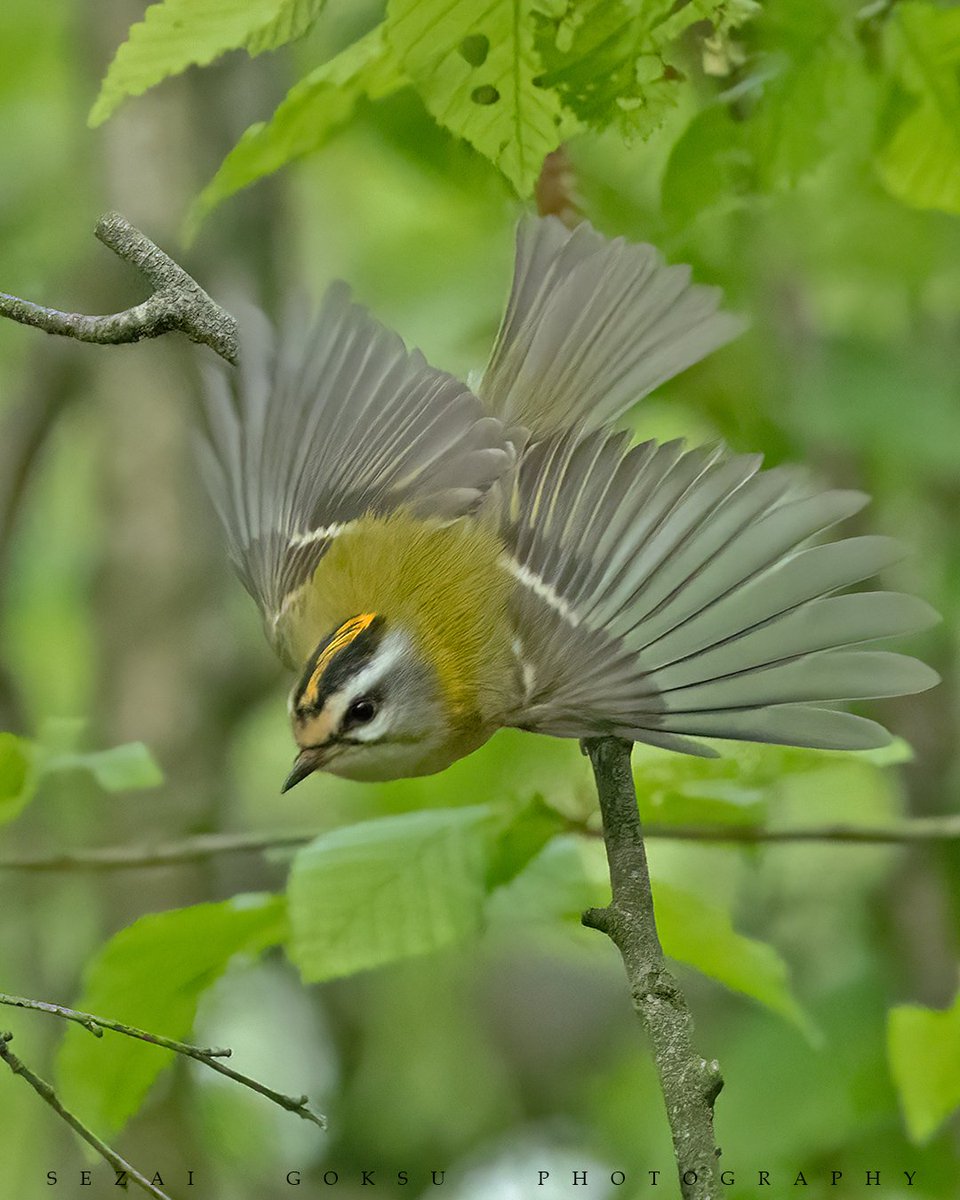 Sürmeli çalıkuşu #haftanınkuşu olmuş, katkım olsun istedim.