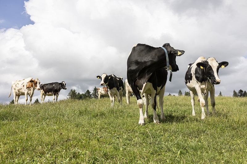 🚜🌱 Bonne nouvelle pour l'agriculture locale !
Le projet « Produire et manger local » passe à la vitesse supérieure 🚀 : 15 actions concrètes (2025-2030) soutenues par 10M CHF pour une alimentation locale et durable 🥕🍎.
#ConsommerLocal #grandchasseral #DéveloppementDurable