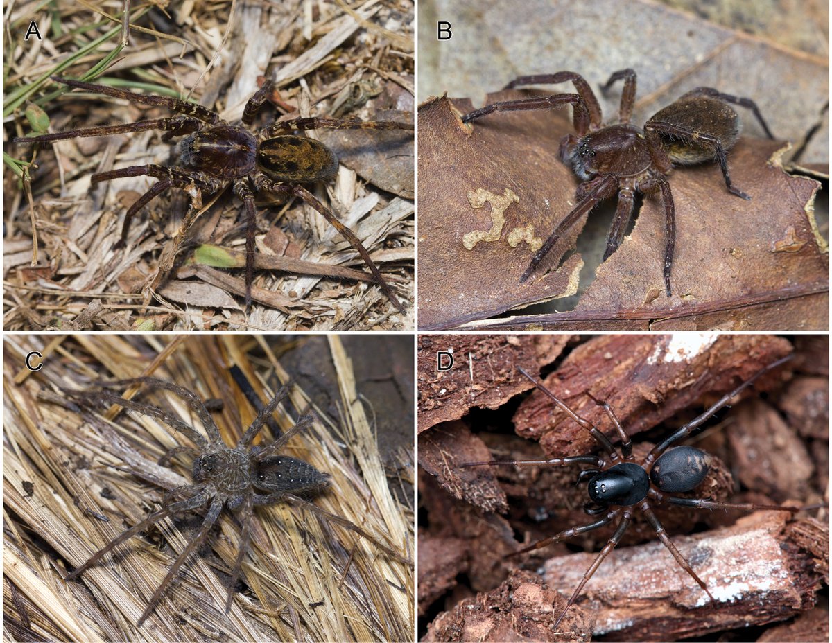 African Invertebrates tweet media