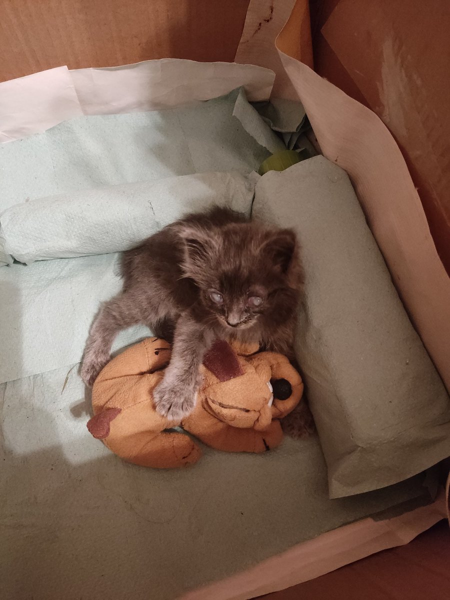 sunspicywitch's tweet photo. Минулого року витягнула з того світу майже такого самого, тільки йому трохи більш повезло: залишки очей вдалося врятувати, і після лікування він міг хоча б розрізняти світло/тінь.

Зараз живе в люблячій сім'ї і живе свою щасливе життя. Репост, щоб в цієї манюні було так само ❤️ https://t.co/7lDDokizfI