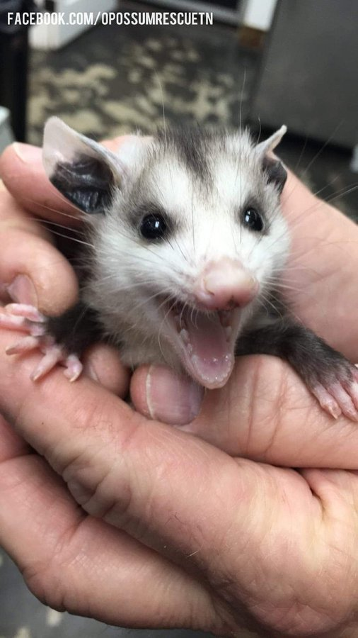 🚨ESTAMOS EN PORTADA DE TWITCH🚨

Hoy estaremos hasta las 16:00 (hora Canarias) jugando al Pokamion y también al TFT (que estoy enganchado y estoy cerquita de Esmeralda).

VUAMOS.🔥