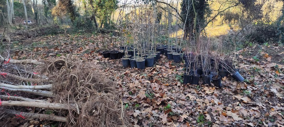 A Montnegre Corredor (@apmontnegrecor) on Twitter photo #plantació d'espècies en el projecte de #restauracio del #bosc #ribera Santa Caterina #MontornesdelValles
47 Populus Alba
74 Salix sp.
69 Fraxinus angustifolia
29 Quercus humilis
16 Alnus glutinosa
49 Ulmus minor
Treballs contractats per l' <a href="/ajmontornes/">Aj. Montornès</a> i finançats per <a href="/diba/">Diputació de Barcelona</a> #plantació d'espècies en el projecte de #restauracio del #bosc #ribera Santa Caterina #MontornesdelValles
47 Populus Alba
74 Salix sp.
69 Fraxinus angustifolia
29 Quercus humilis
16 Alnus glutinosa
49 Ulmus minor
Treballs contractats per l' <a href="/ajmontornes/">Aj. Montornès</a> i finançats per <a href="/diba/">Diputació de Barcelona</a>