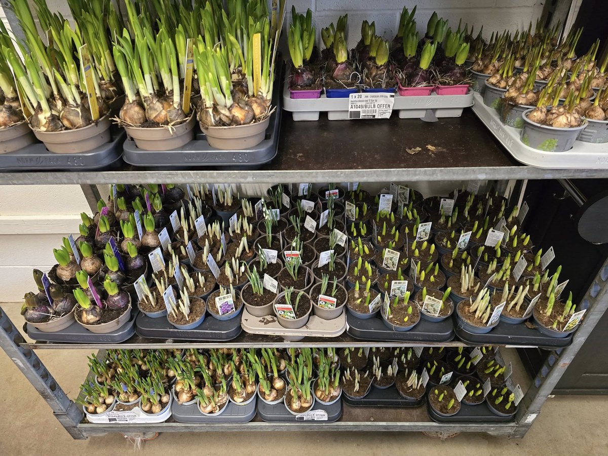 Lakesidepc's tweet photo. Assorted bulbs just arrived from £1.99 each
#greatoffersstartatlakeside #greatgardensstartatlakeside #greatpatiosstartatlakeside https://t.co/LPu71rJdoh