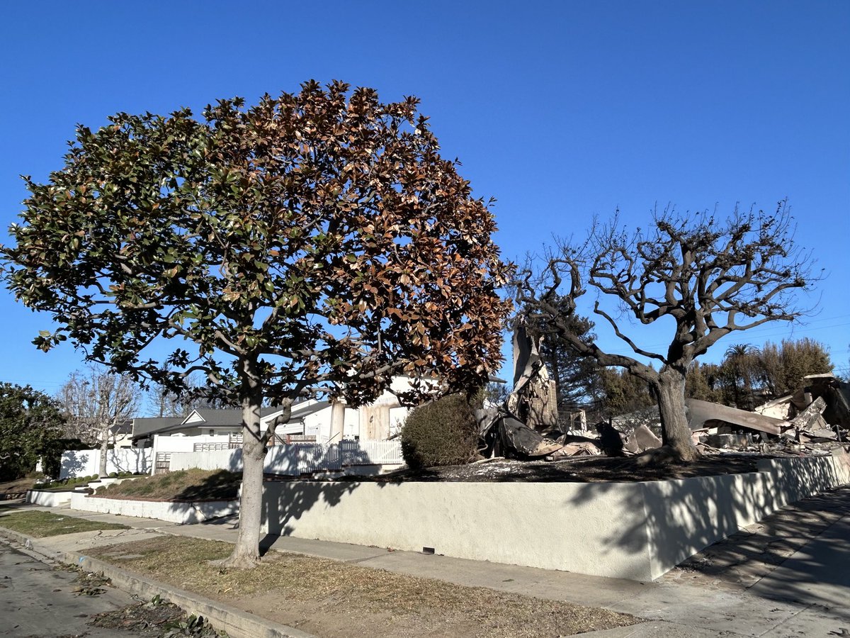 Corine Lesnes tweet media