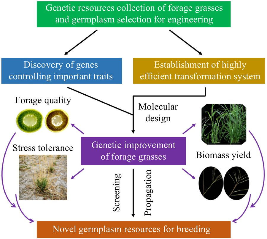 MaximumAcademic's tweet photo. #GrassResearch
๐ฏ Transgenic approaches are driving genetic improvement in forage grasses. Explore how gene identification & manipulation are key, despite challenges.
@GrassResearch #ForageGrass #GeneticImprovement #Transgenics
Details: https://t.co/1k8Q5lkieN https://t.co/9a3JBB6CZg